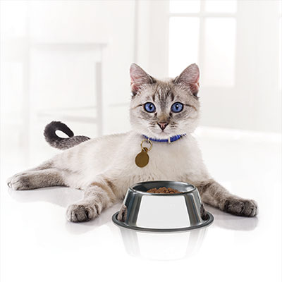 Checkout our complete portfolio of derm solution for cats