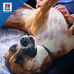 GI 바이옴 반려묘 테이크어웨이